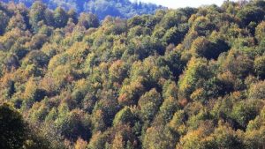 180 yıl sonra geri dönen devler: Doğa kaybettiğini yeniden kazandı